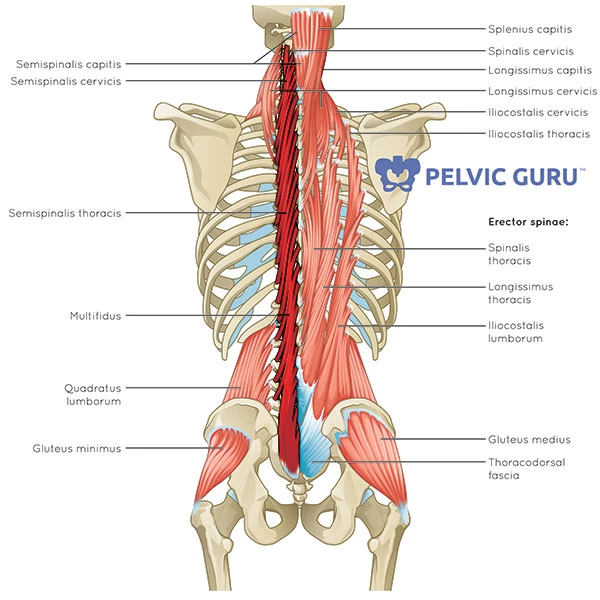 multifidus strengthening