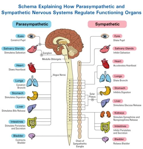 Scaravelli Inspired Yoga Workshop : Demystifying the Vagus Nerve |  Catherine Annis Yoga