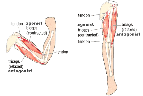 Muscle anatomy, agonists, antagonists, synergizers, stabilizers, yoga anatomy