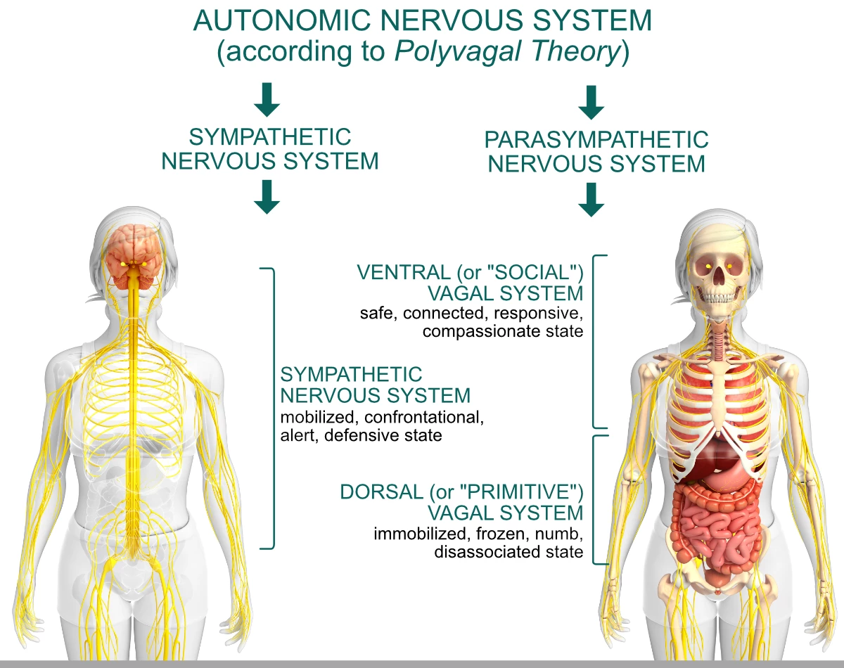 Polyvagal Theory, Dr Stephen Porges, Dorsal vagus activation, Ventral vagus activation