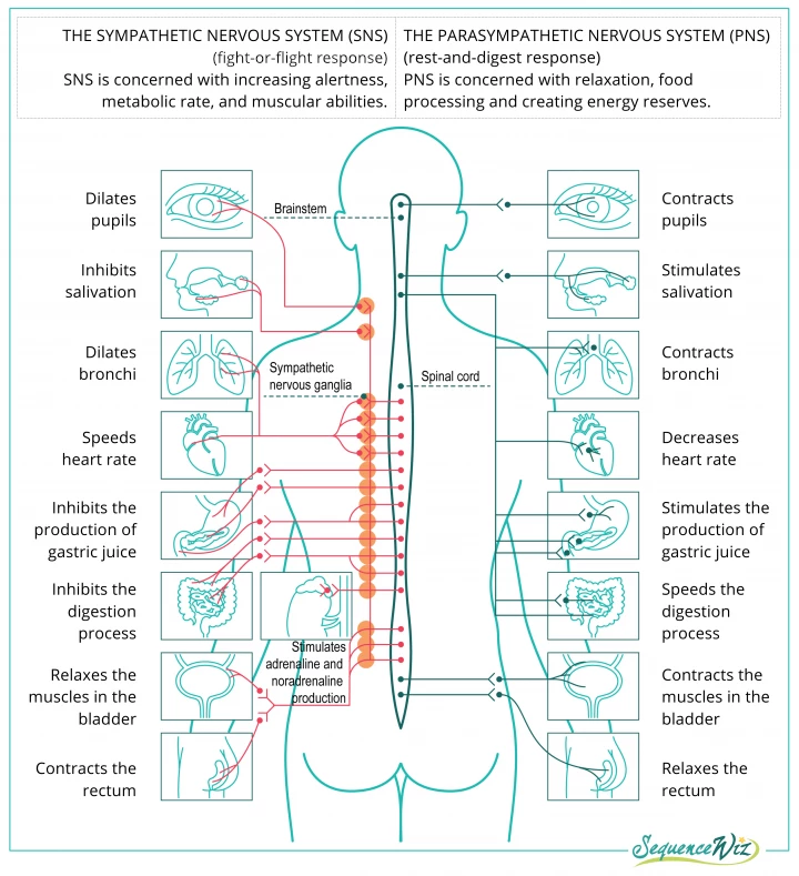 Autonomic Nervous System, sympathetic, fight-or flight, parasympathetic, rest-and-digest