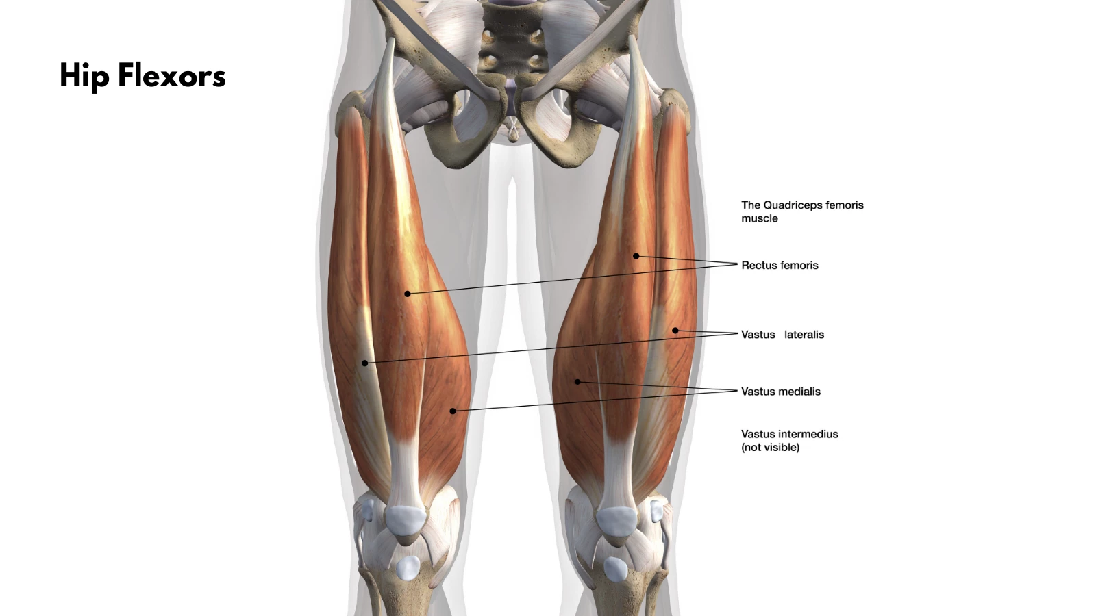 yoga anatomy - the quadriceps muscles for hip flexion