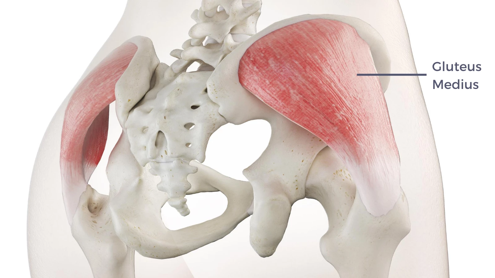 Image of the gluteus medius muscle anatomy responsible for hip abduction in yoga