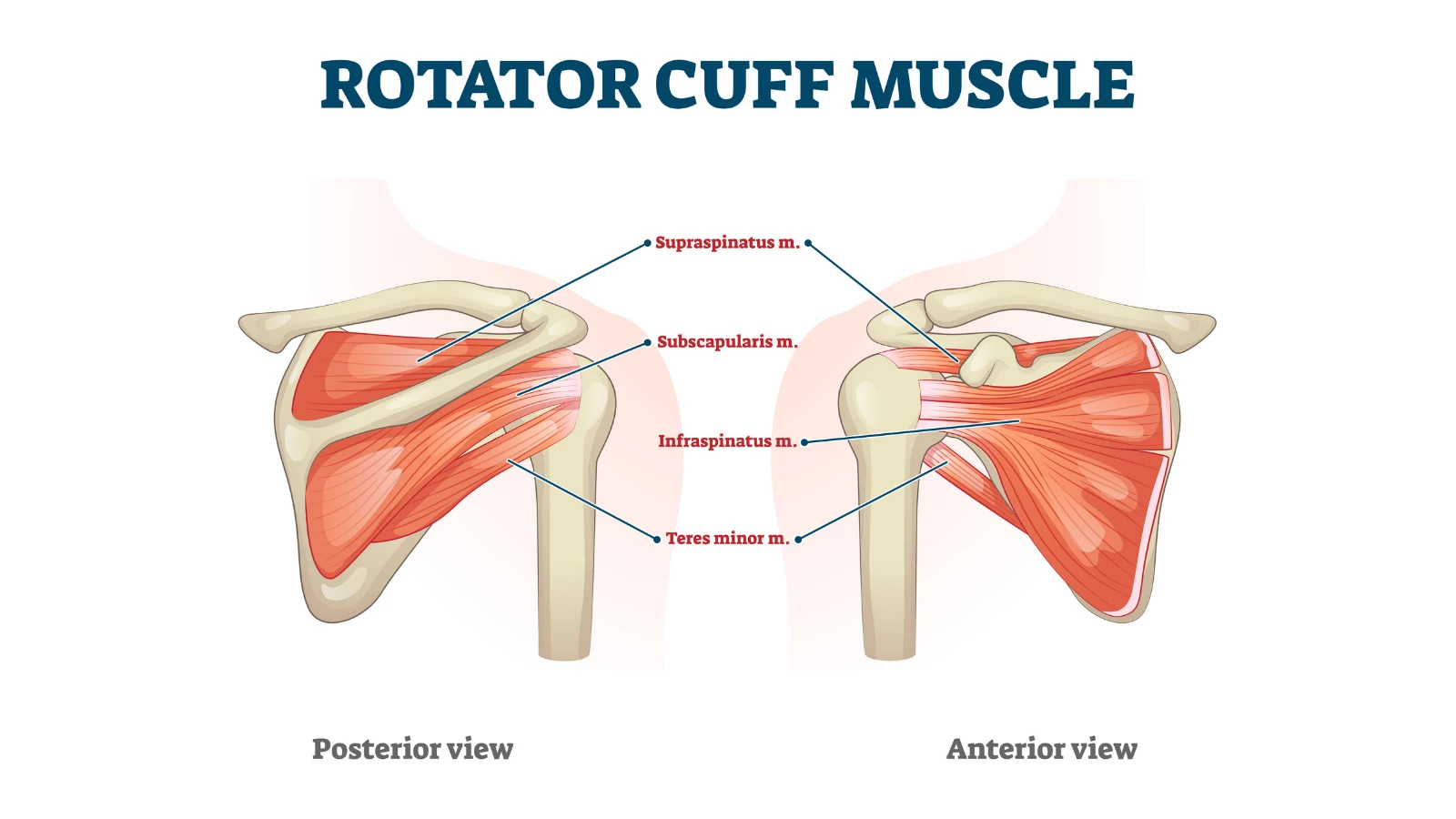 How to practice yoga to strengthen the rotator cuff muscle