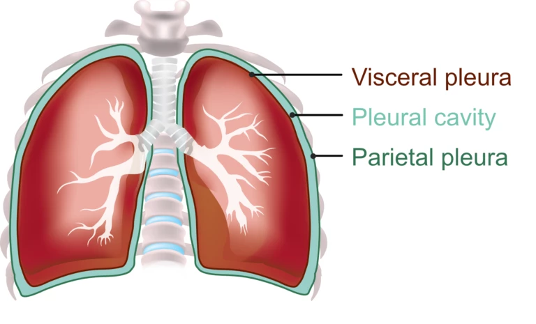 Lung Anatomy, Lung compliancy, visceral pleura, parietal pleura, pleural cavity