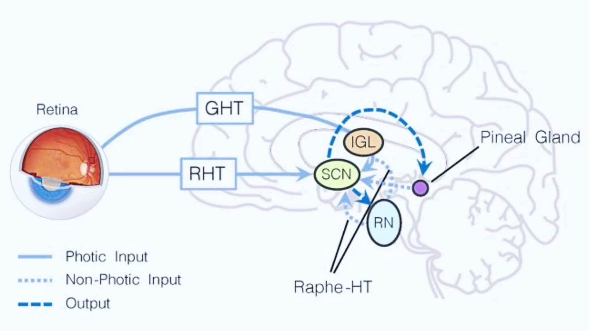 Anatomical drawing of the brain and hormone centers within it that yoga can impact