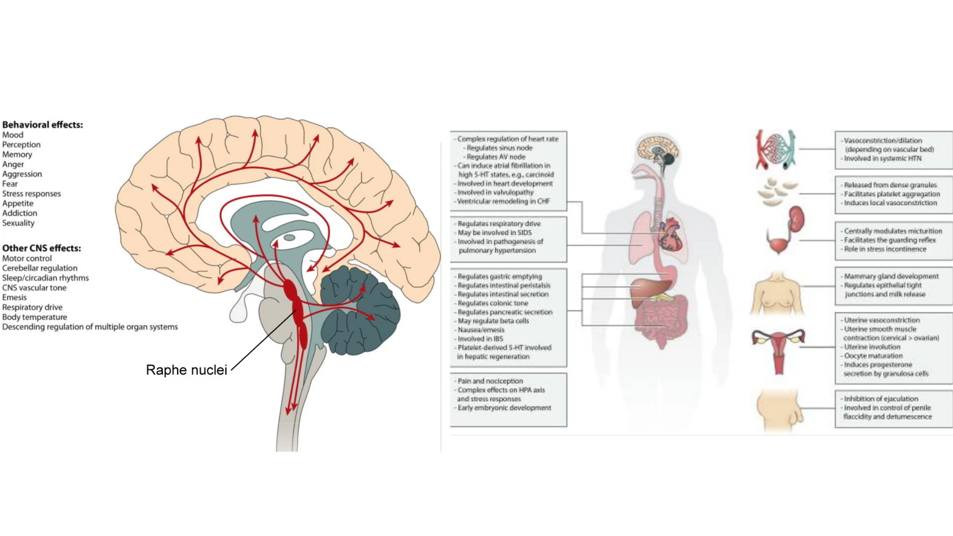 Image of the brain and gut connection that yoga can impact