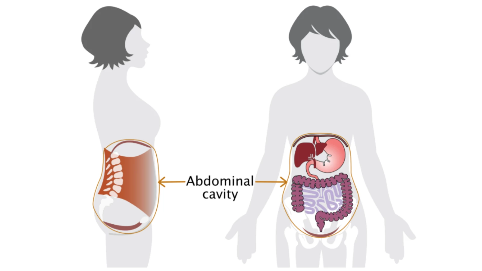 Yoga anatomy tips for the placement and contents of the abdominal cavity