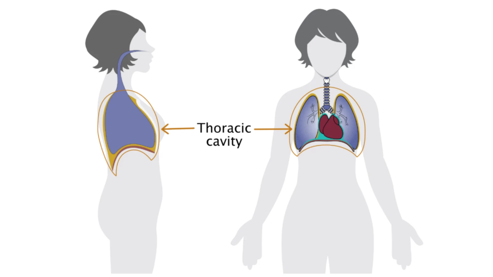 Beginner tips for yoga anatomy and the placement of the thoracic cavity in the body