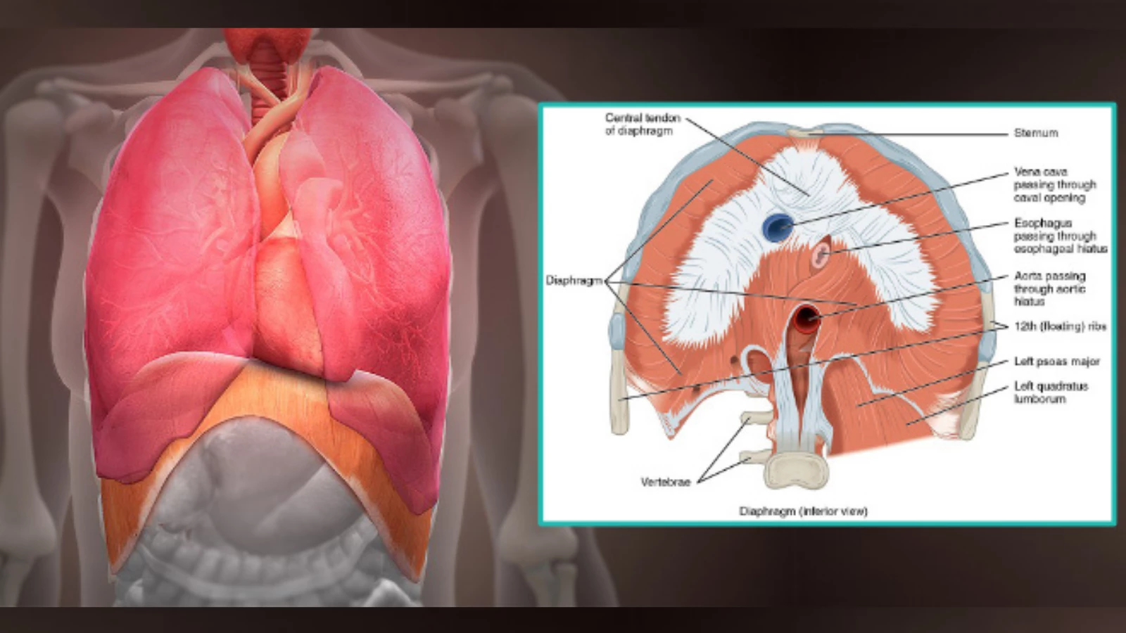 How to practice yoga mindfully and with anatomical knowledge of the diaphragm