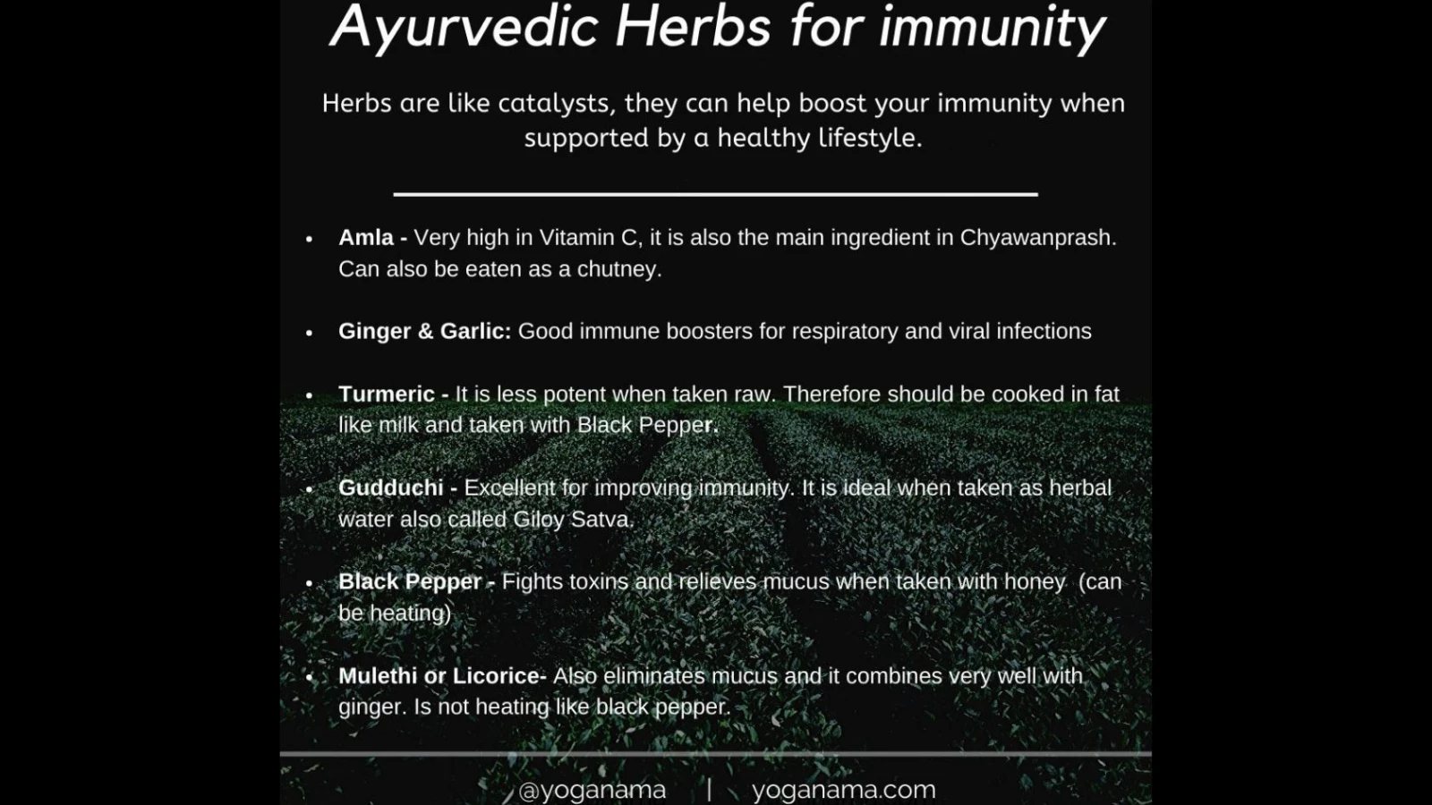 Beginners tips for Ayurvedic herbs to build stronger immunity