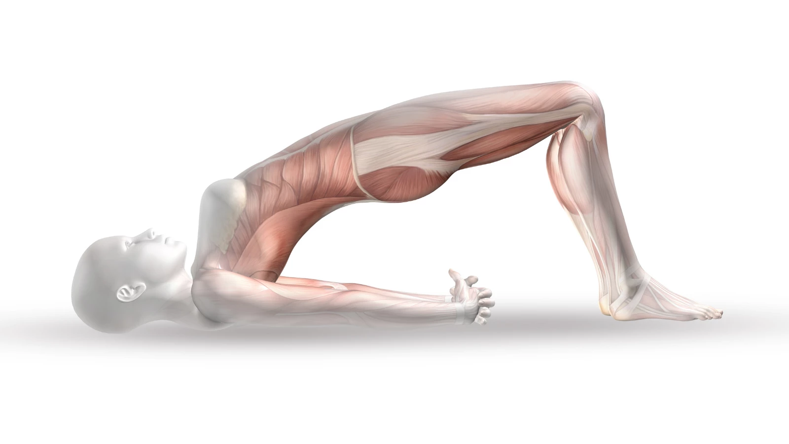 Yoga Anatomy – How important is it to know?