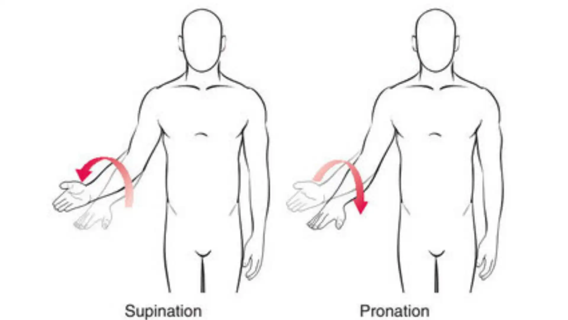 supination_and_pronation_anatomical_image