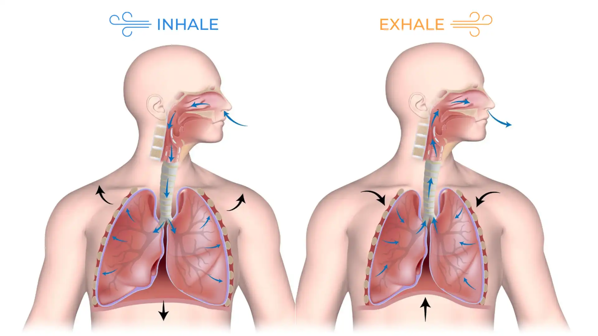 Yoga teaching tips for explaining what happens when we inhale and exhale