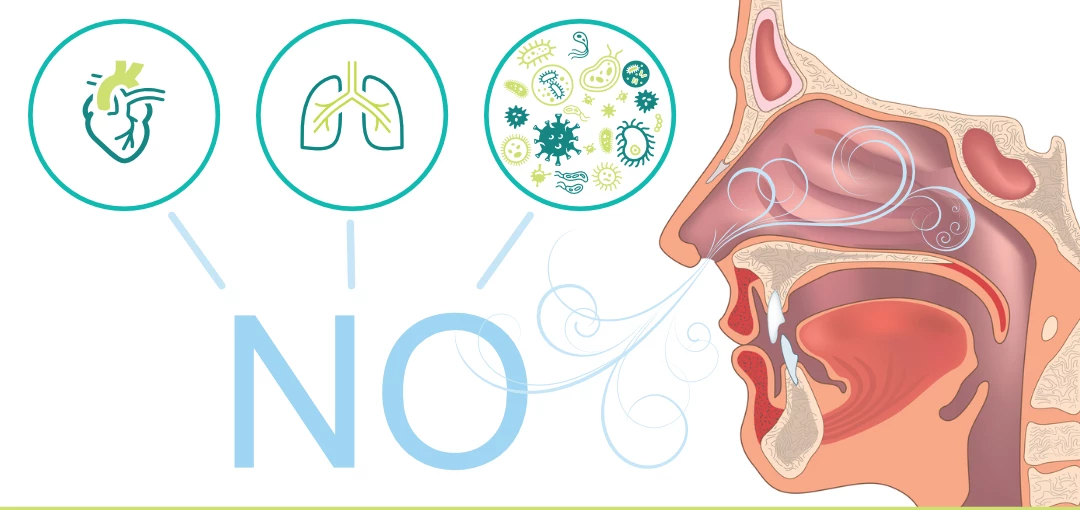 humming your way to heath through nitric oxide production that helps fight parasites and viruses