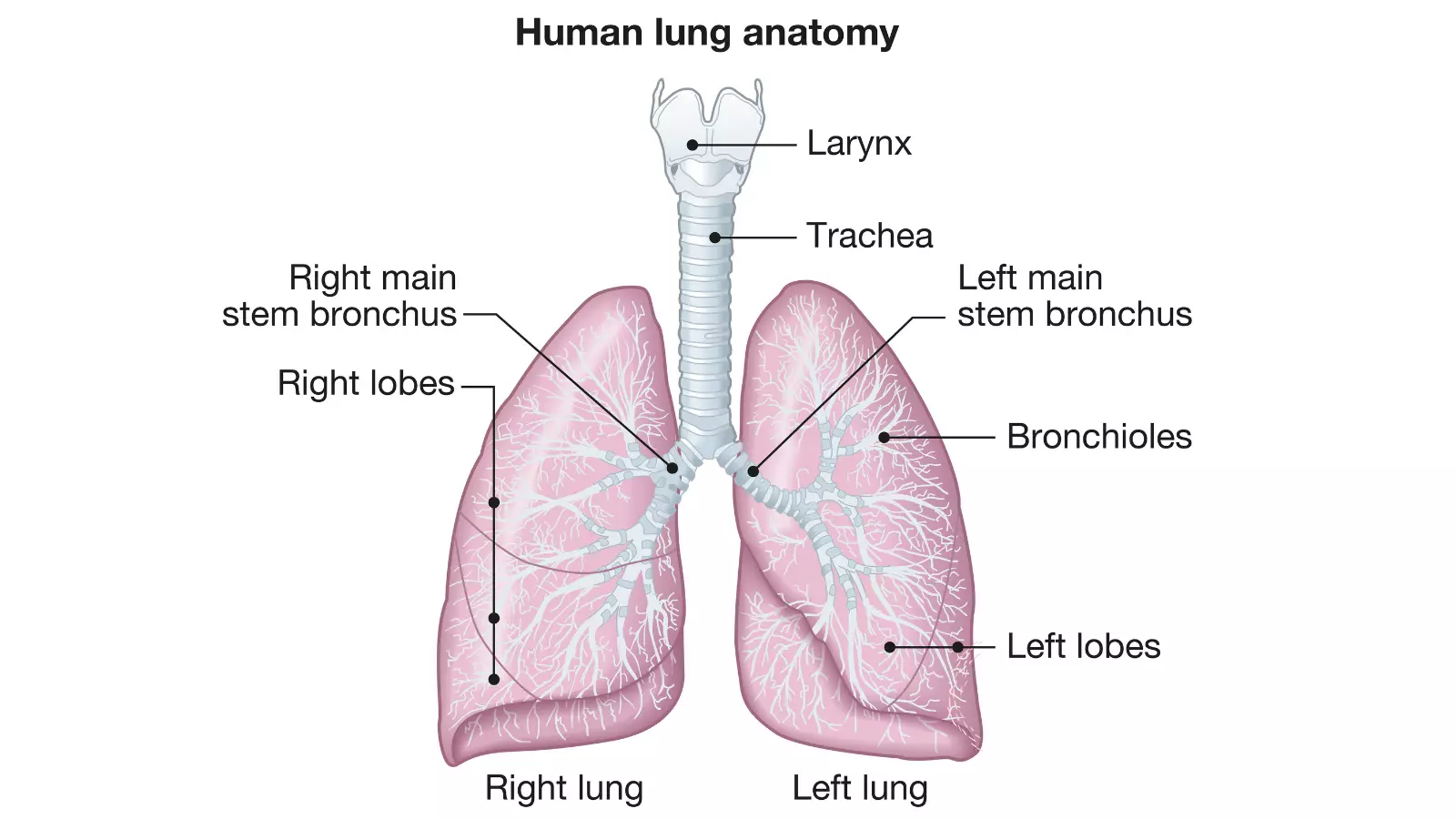 Illustration showing human lungs anatomy with trachea, left and right lobes. 