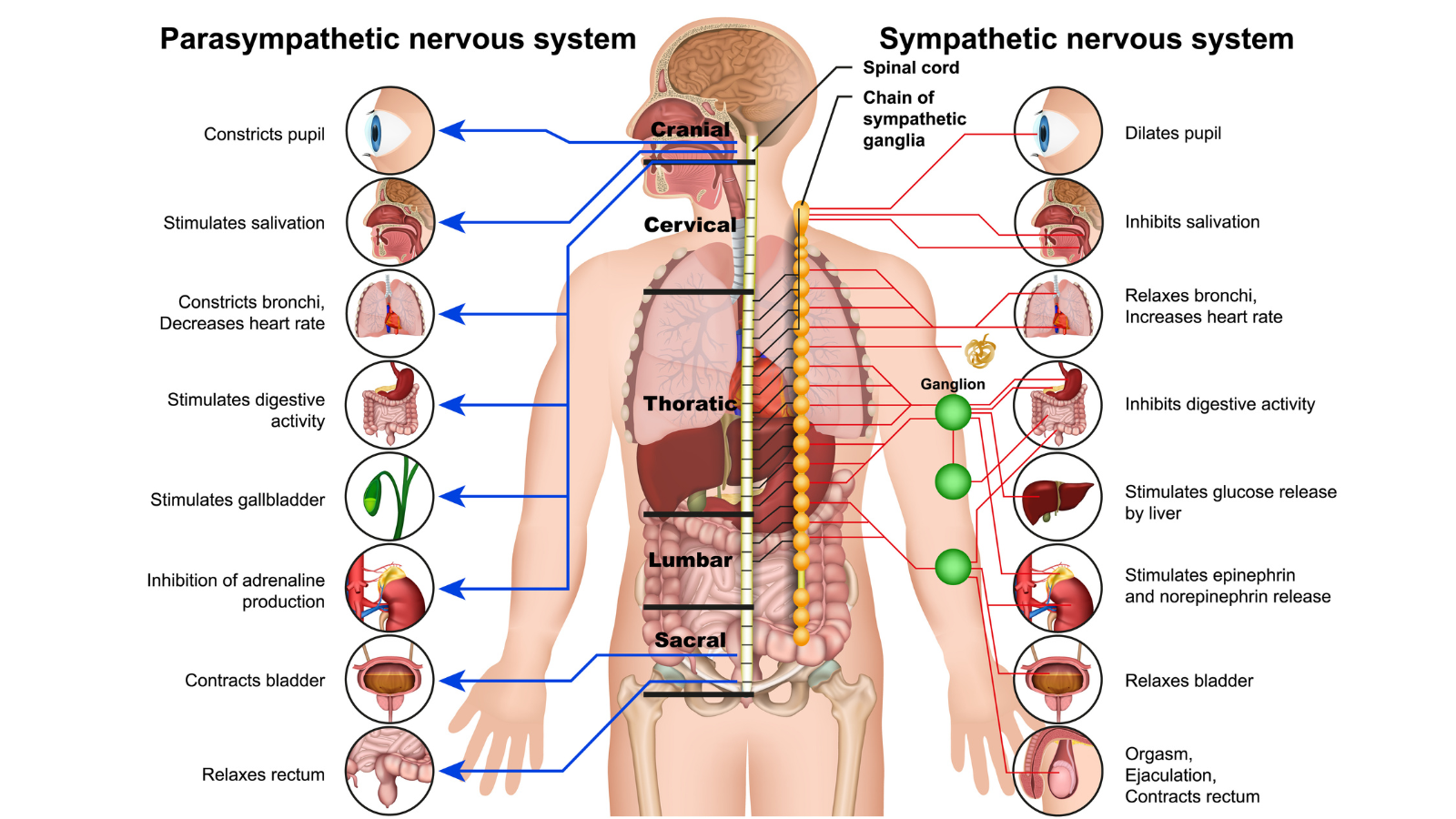 Image depicts the nervous system including the sympathetic and parasympathetic parts. 