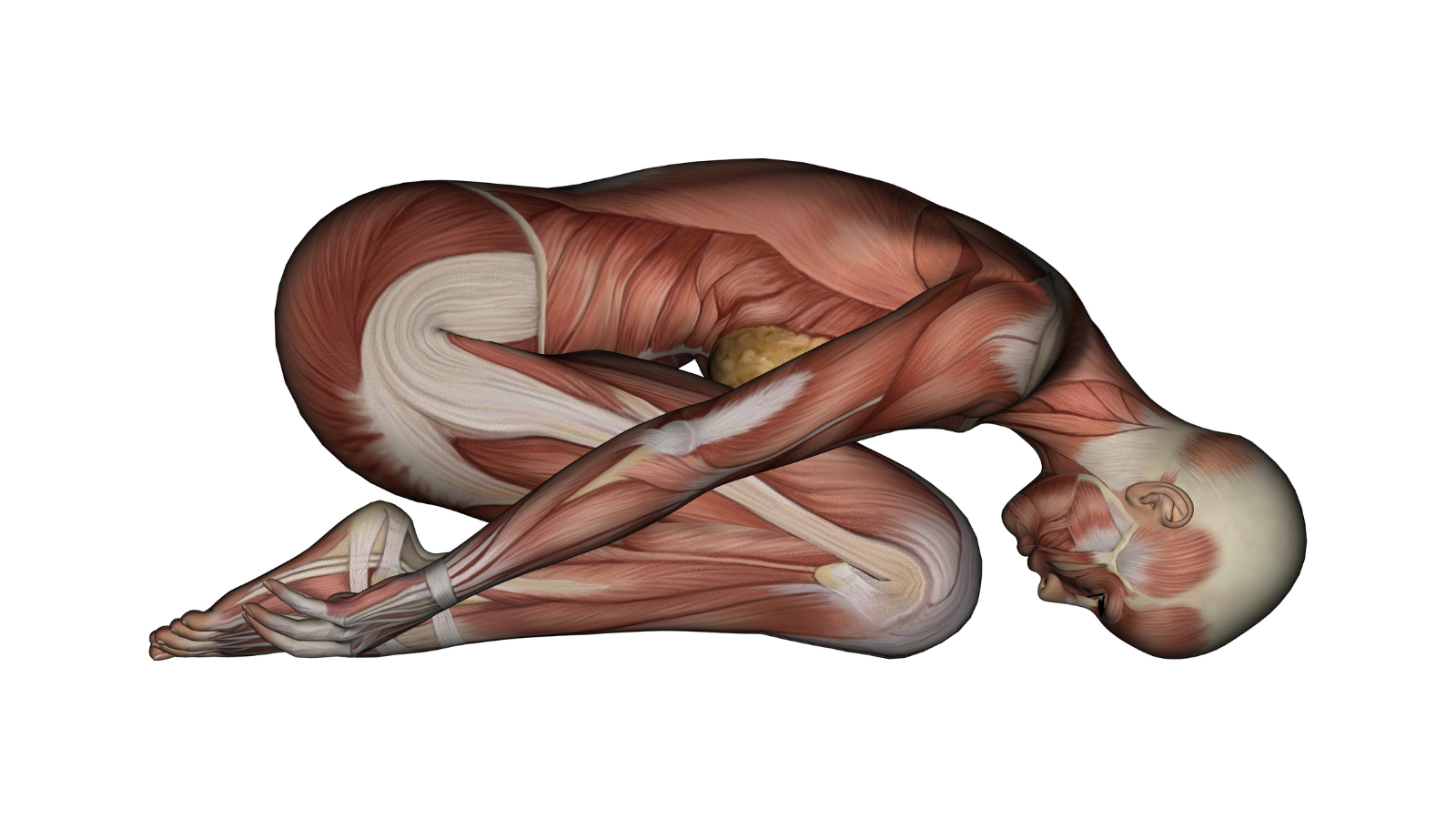 Yoga's Child's Pose or Balasana. Female Muscles - Side View. 