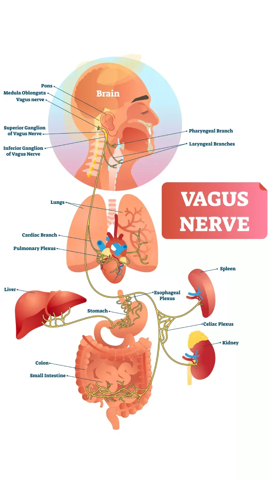 Vagus nerve vector illustration. Labeled anatomical structure scheme and location diagram of human body longest nerve. 