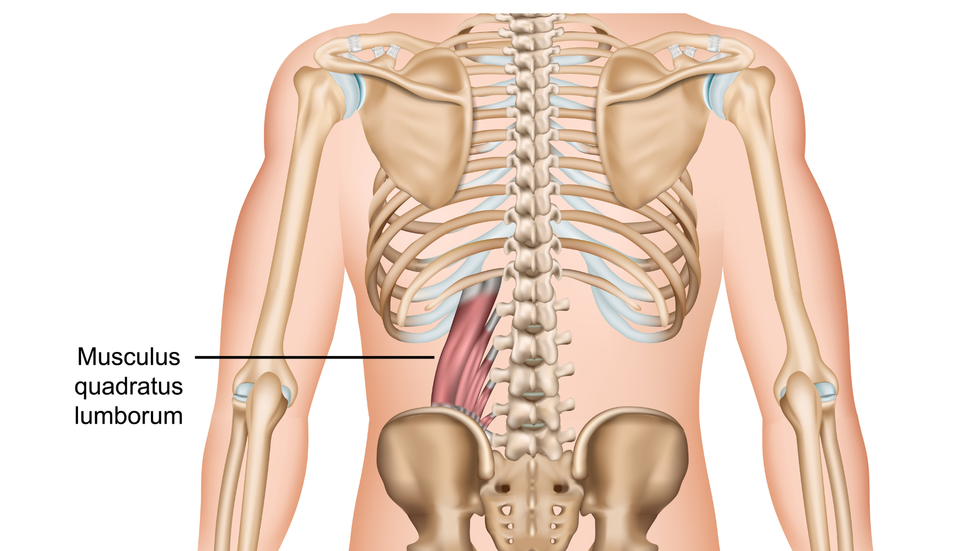 Quadratus lumborum muscle or QL for strong and healthy spine outline diagram. Labeled educational scheme with muscular and skeletal transverse, ribs, vertebae and ilium anatomy vector illustration.