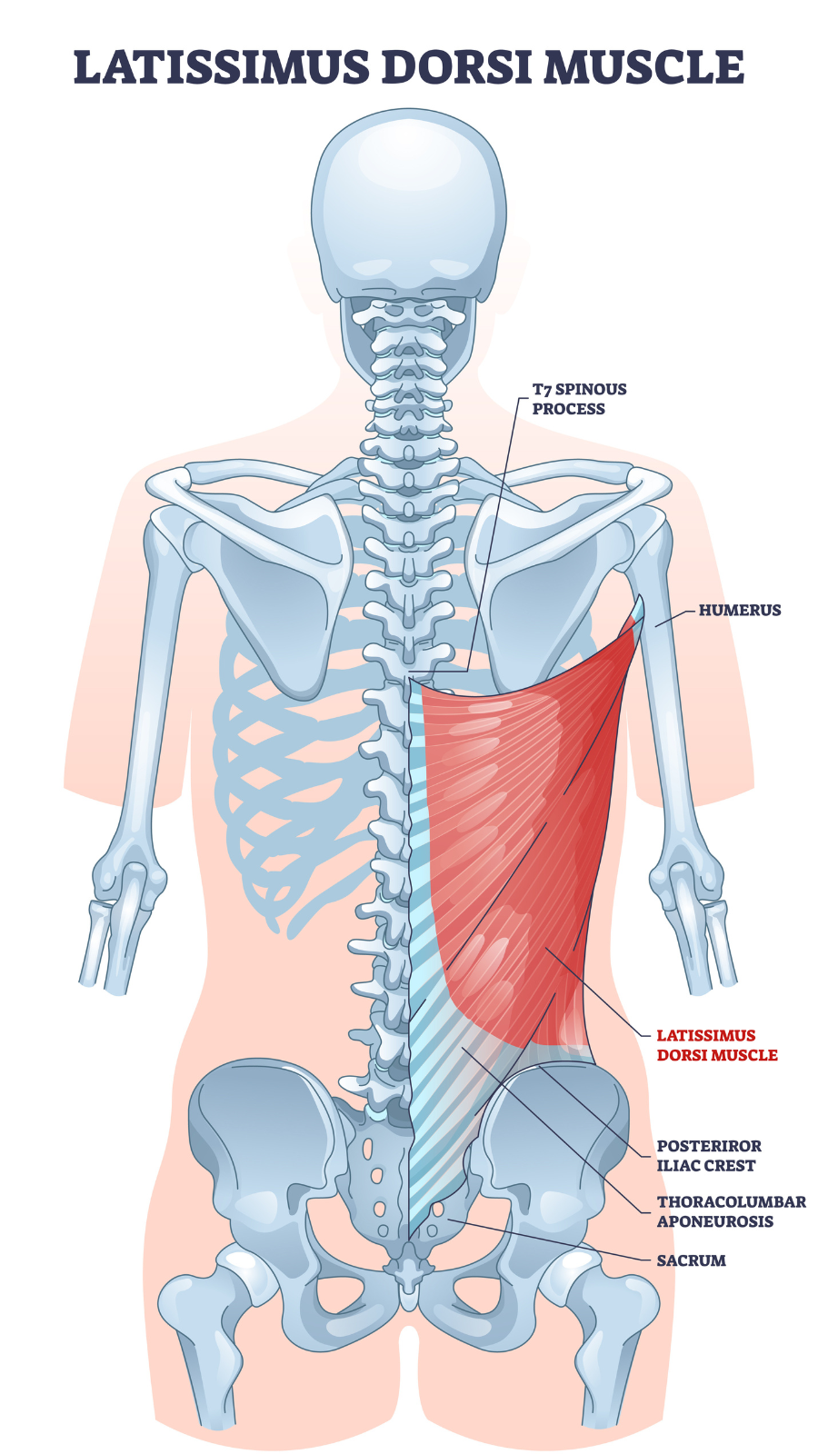 Latissimus Dorsi as body side muscle behind human ribcage outline diagram. Labeled educational medical scheme with spinous process, iliac crest or thoracolumbar aponeurosis anatomy vector illustration.