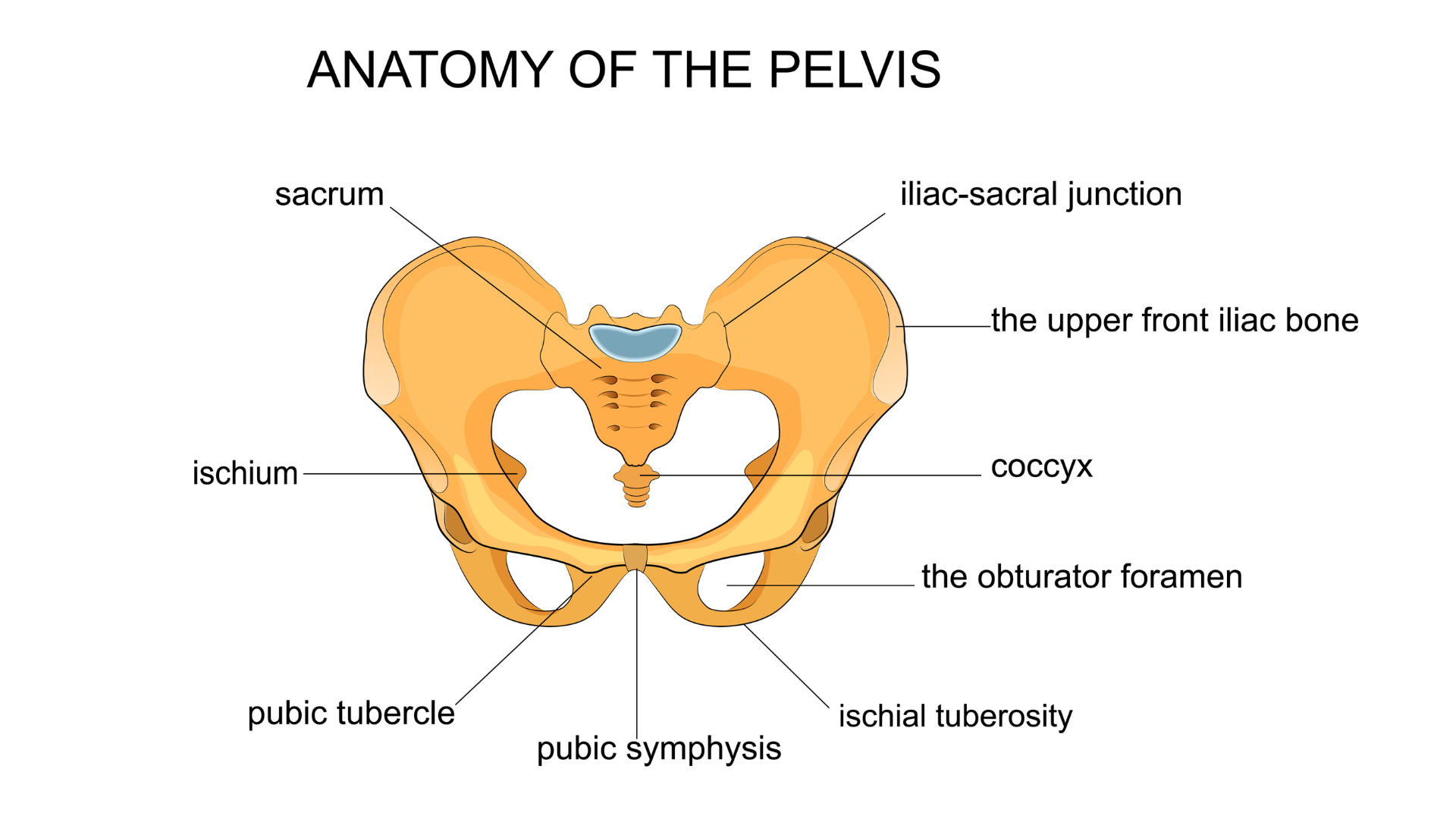  vector illustration of anatomy of the pelvis.