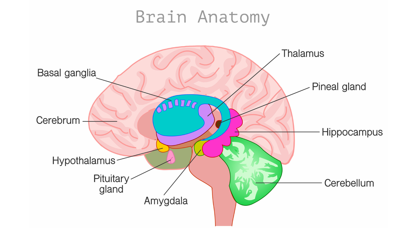 Anatomy illustration of the brain 