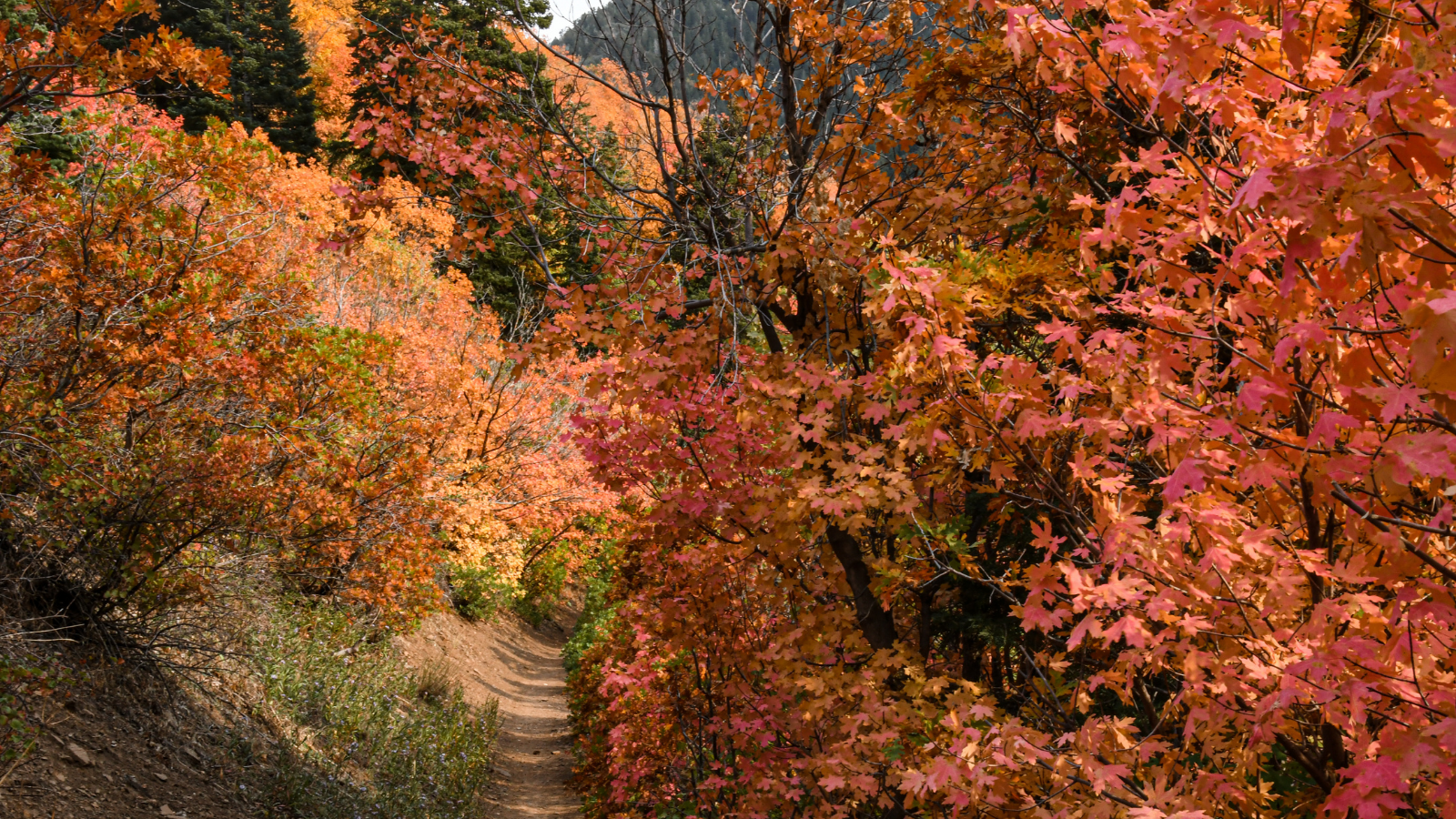 Beautiful fall foliage and awe-inspiring nature