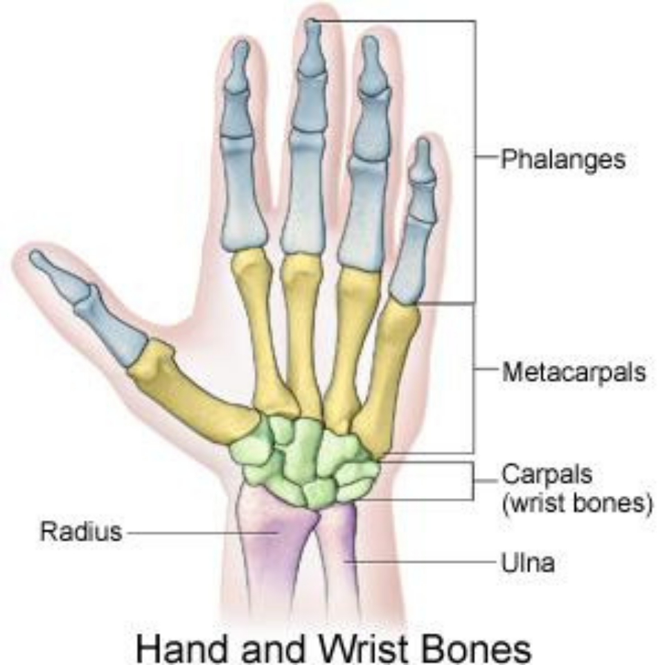 Image showing wrist and hand bones.