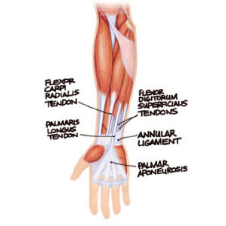 Working With Wrist Pain In Yoga? - Yoganatomy