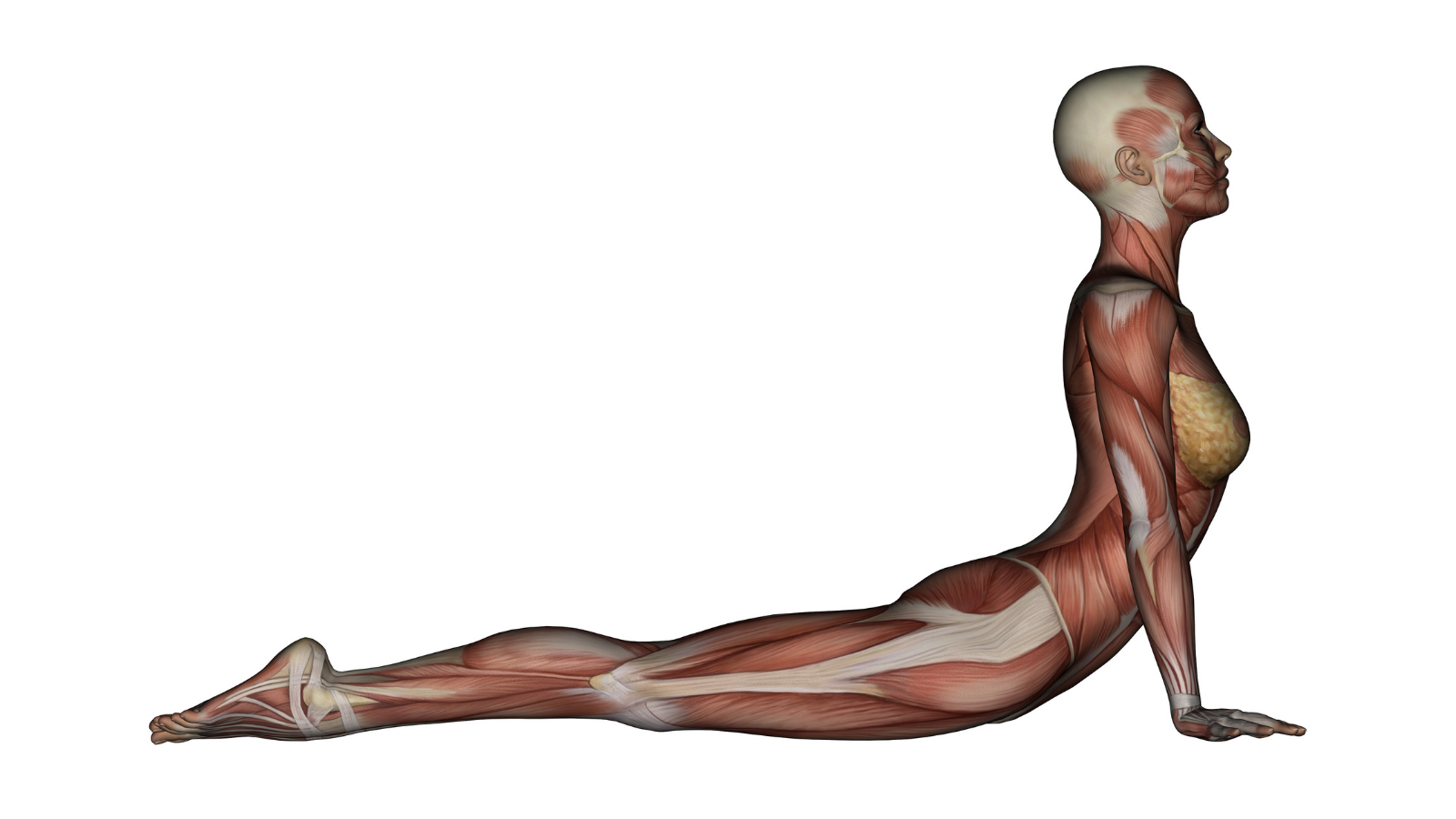 Yoga - Cobra Pose &amp; Female Muscles - Side View.