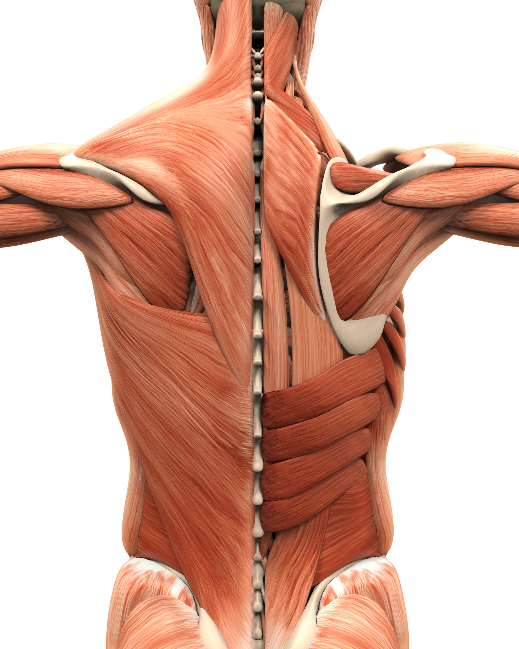 Back and shoulder muscles anatomy image.