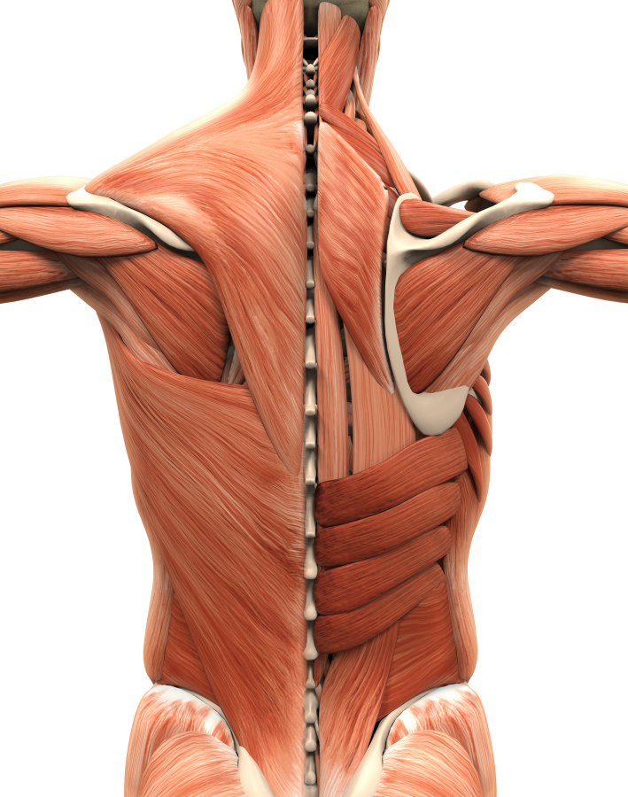 Anatomy image of muscles and connective tissue fascia covers muscles