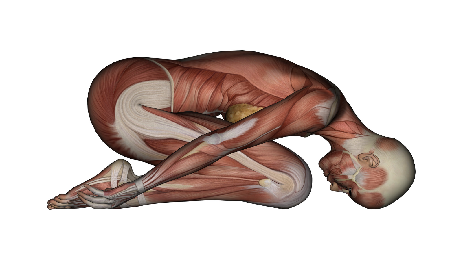 Yoga's Child's Pose. Female Muscles - Side View