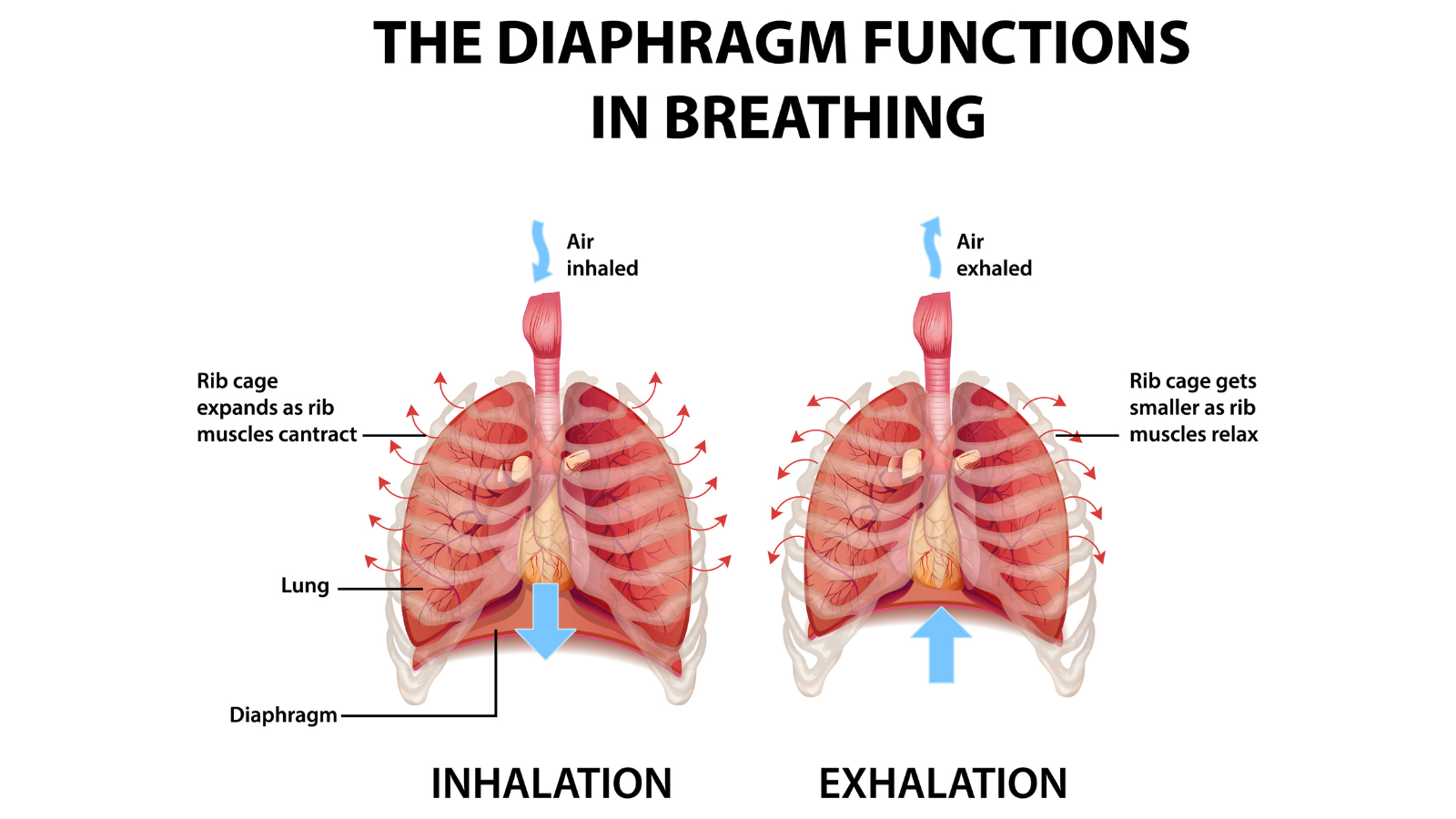 The diaphragm functions in breathing illustration