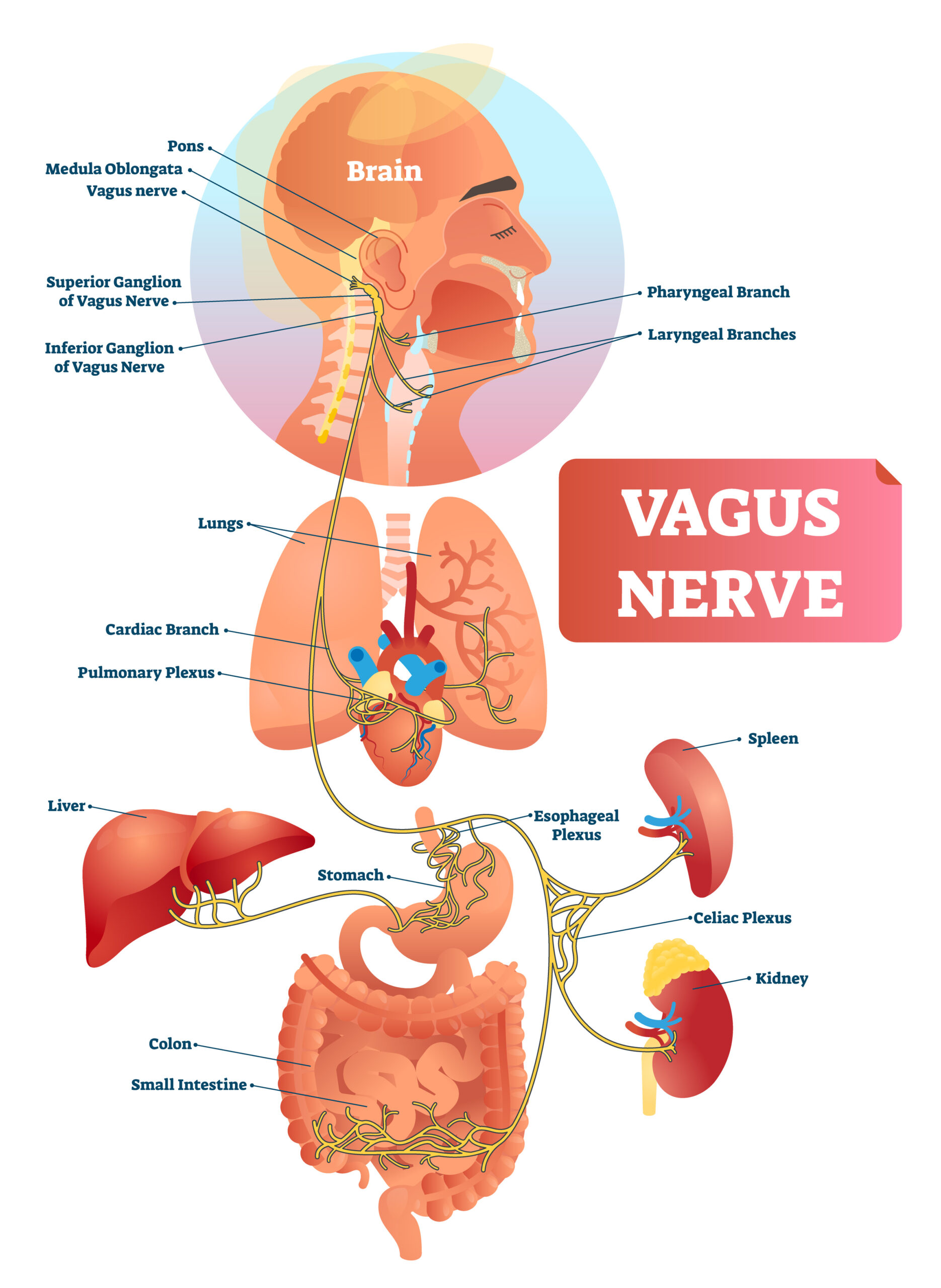 Vagus nerve vector illustration. Labeled anatomical structure scheme and location diagram of human body longest nerve.