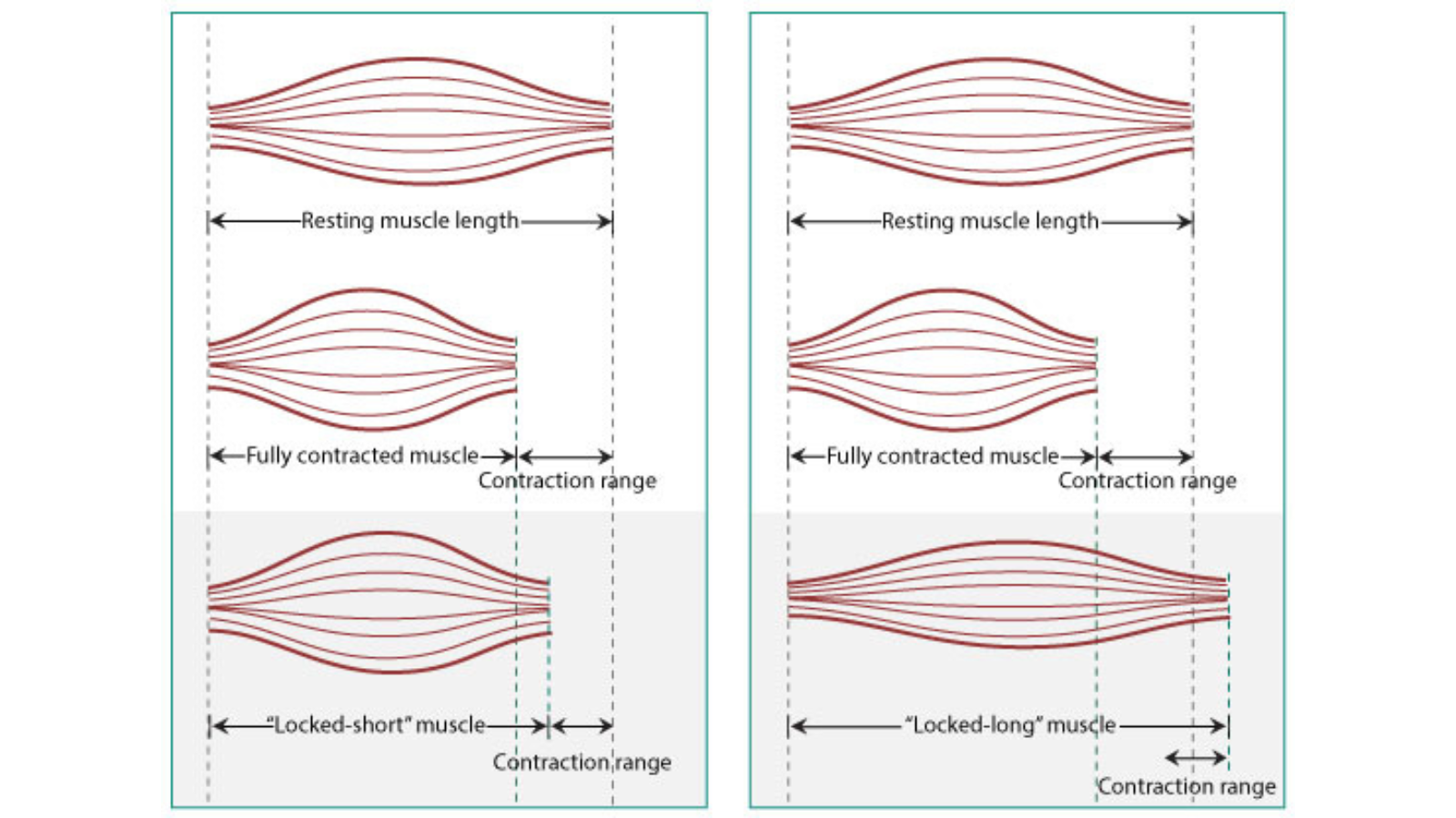 Graphic showing muscles resting and contracted.