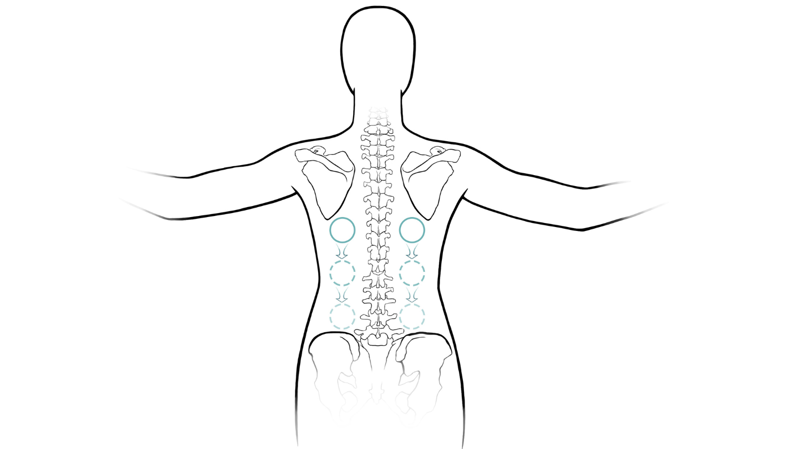 Diagram of the back body.