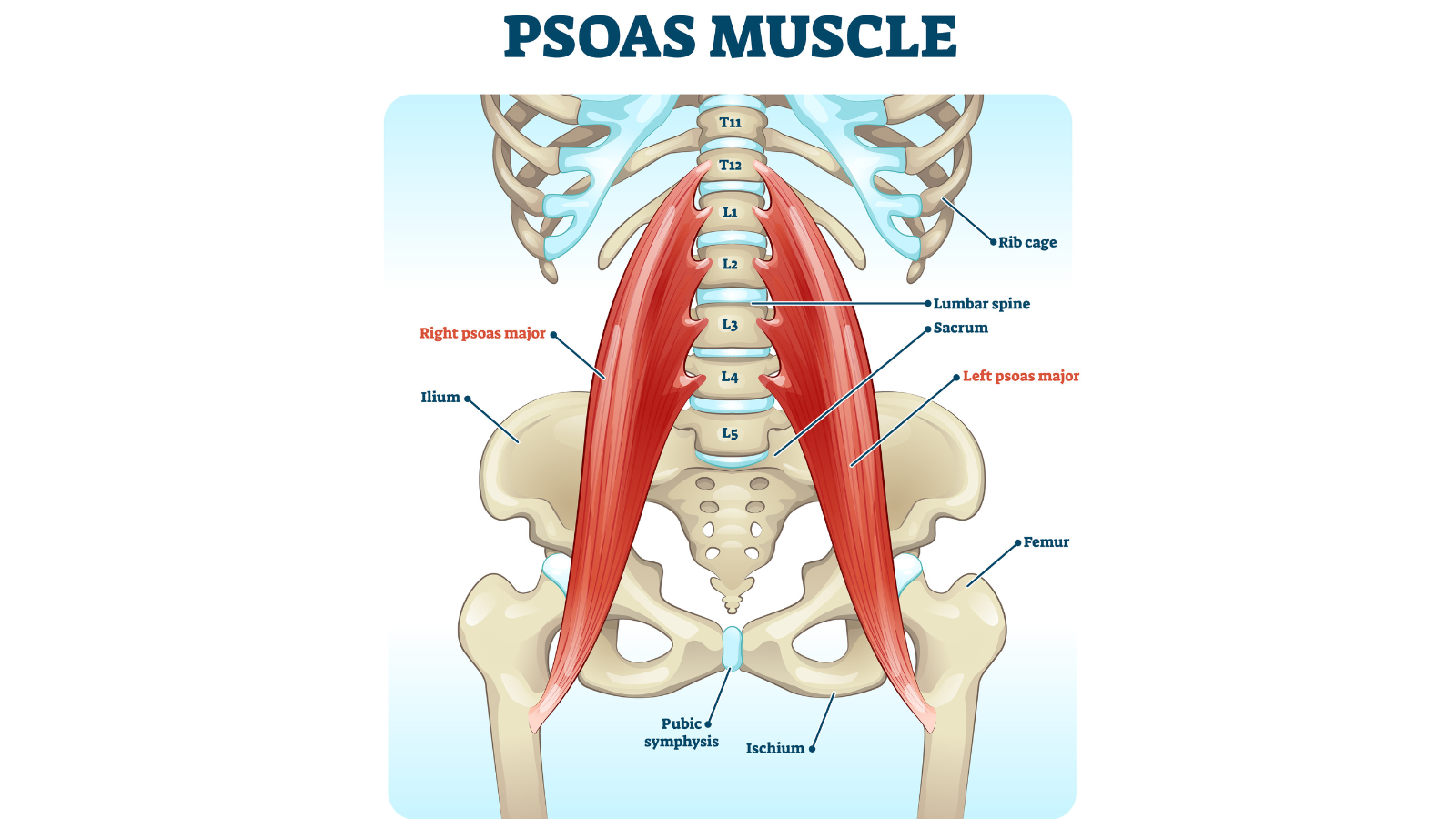  Psoas muscle medical vector illustration diagram. Lumbar spine and psoas major attached from discs to femur bones. Hip pain problem and hurting lower back can result from tight psoas.