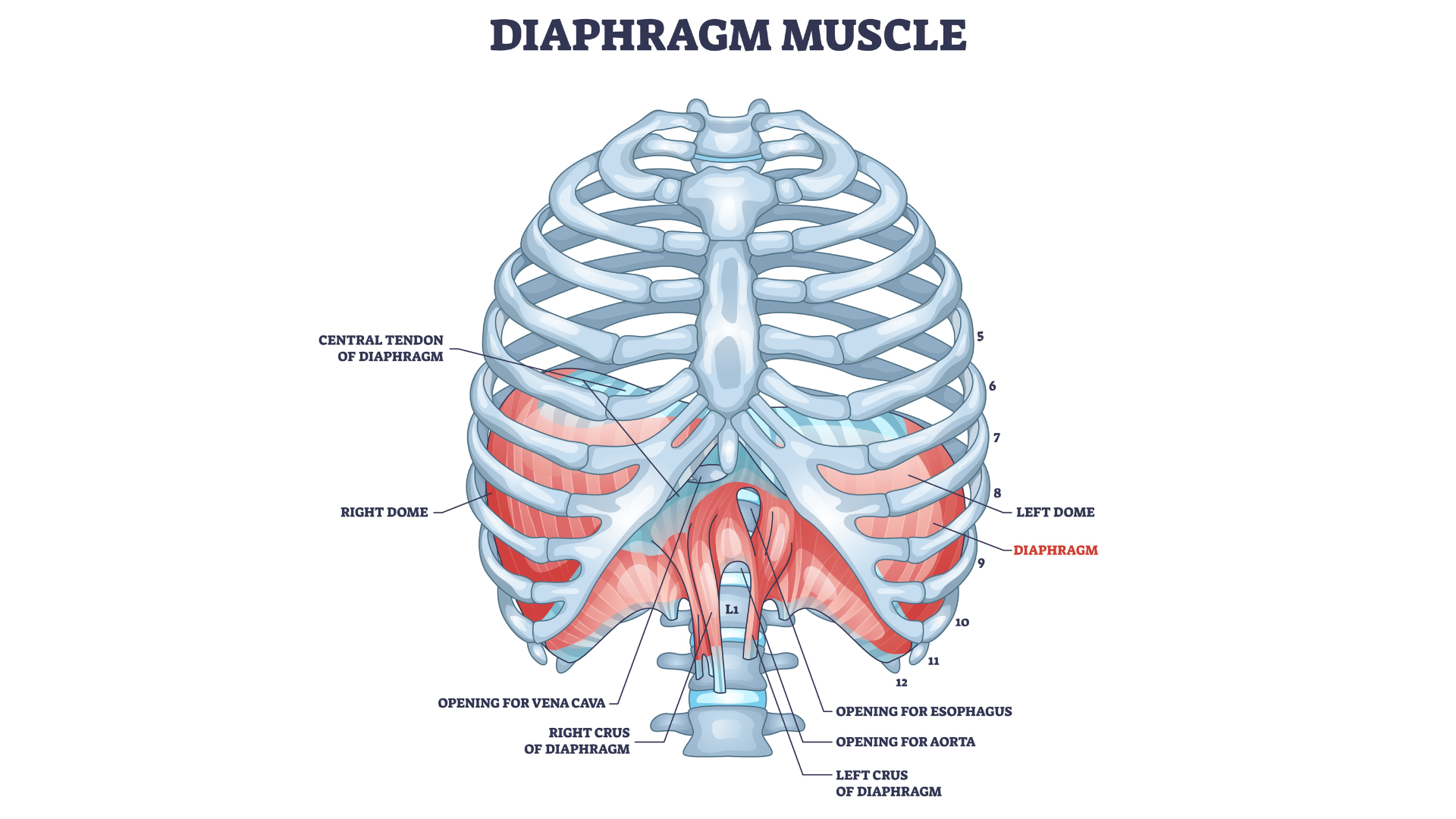 Diaphragm muscle as body ribcage dome muscular system outline diagram. 