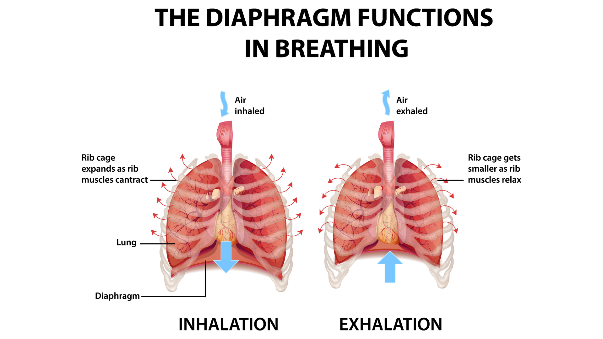 The diaphragm functions in breathing illustration