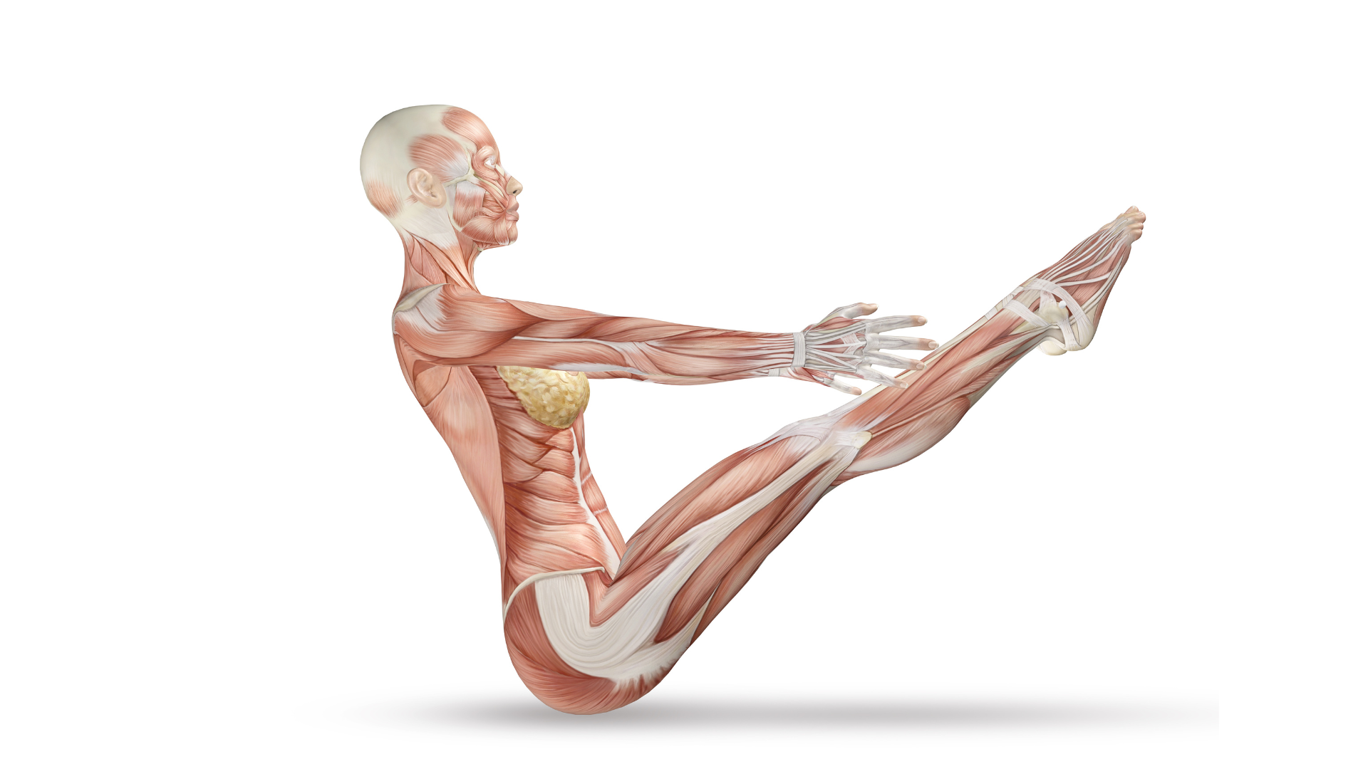 Functional Yoga & The Arte of Fascia Connection Course - JW