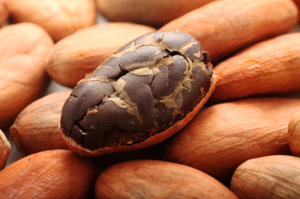 cacao bean