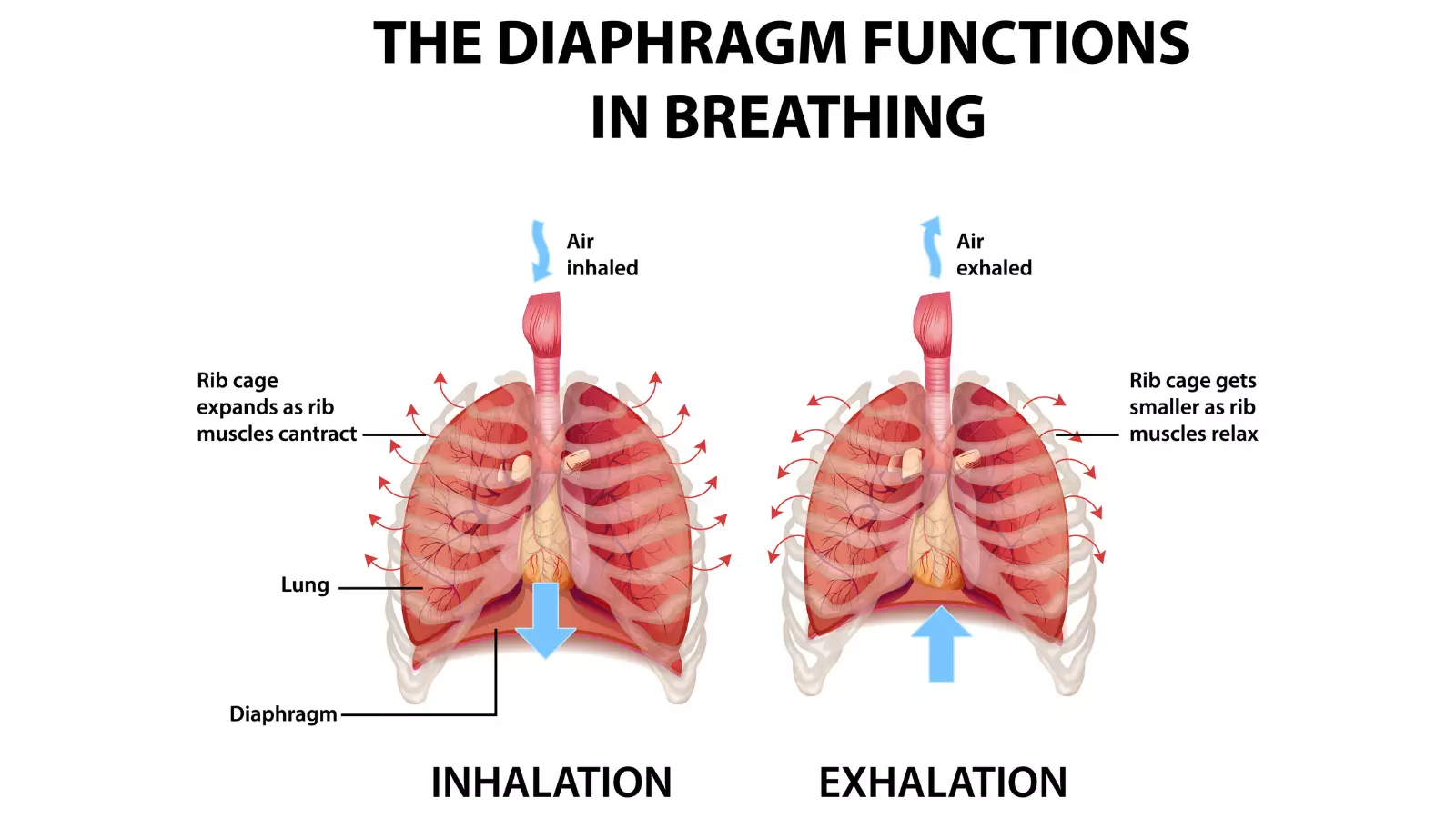 The diaphragm functions in this breathing illustration.