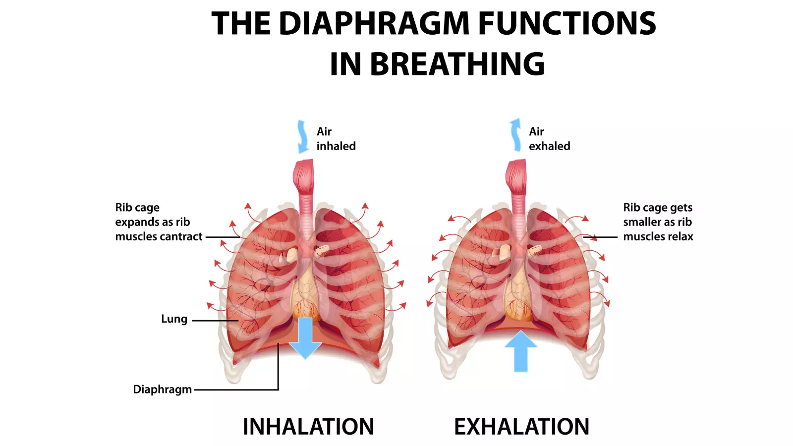 The diaphragm functions in breathing illustration