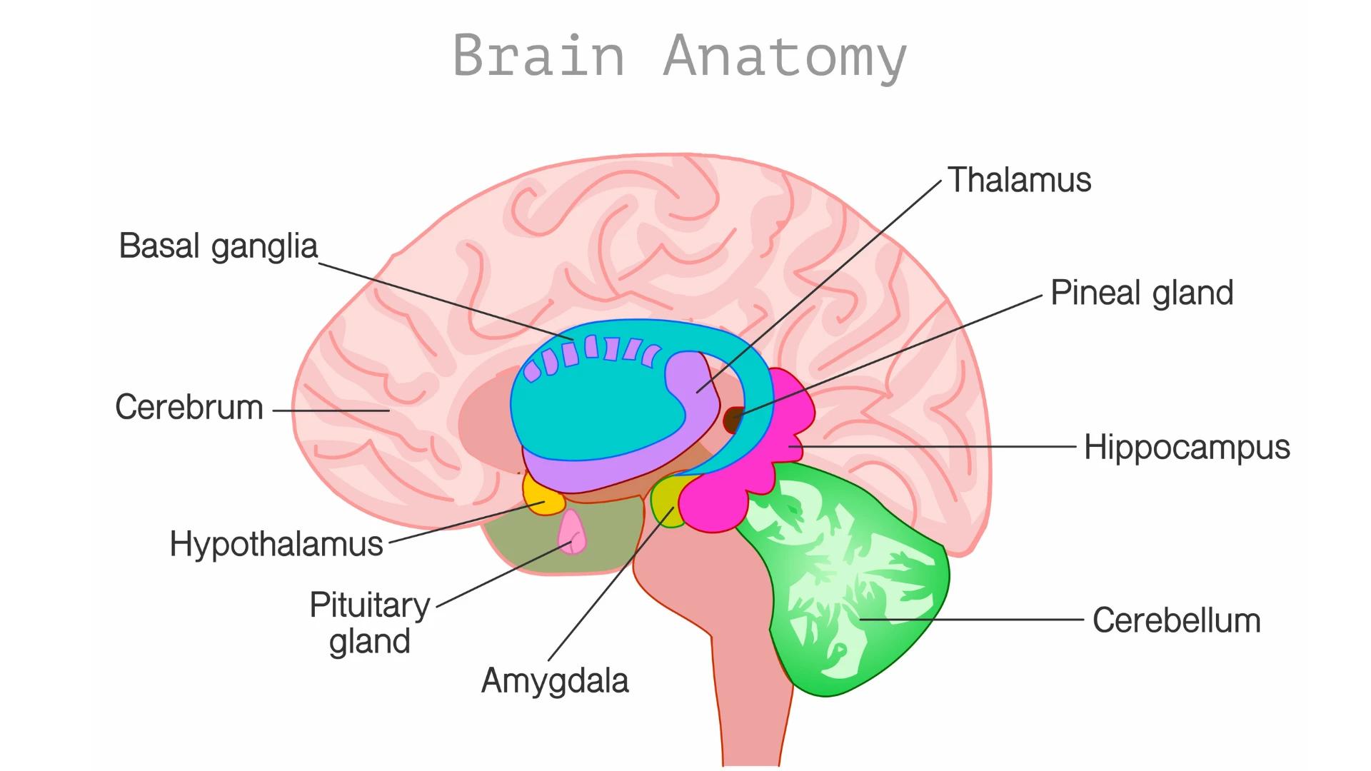 Brain anatomy illustrated