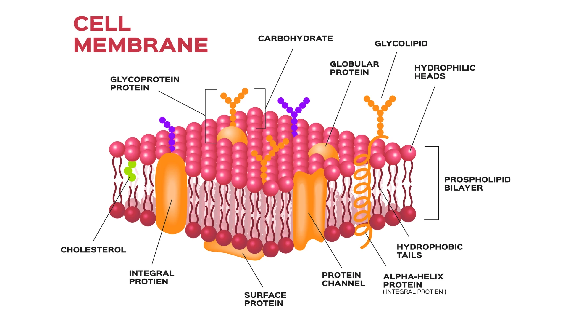 Холестерин хеликс. Cell membrane. Холестерин в мембране клетки. Cell membrane structure. Холестерол в мембране.