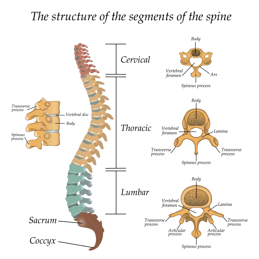 Diagram of a human spine with the name and description of all sections and segments of the vertebrae. 