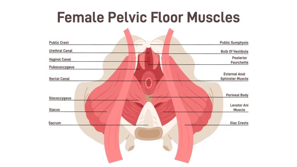 Anatomy of a woman's Pelvic Floor