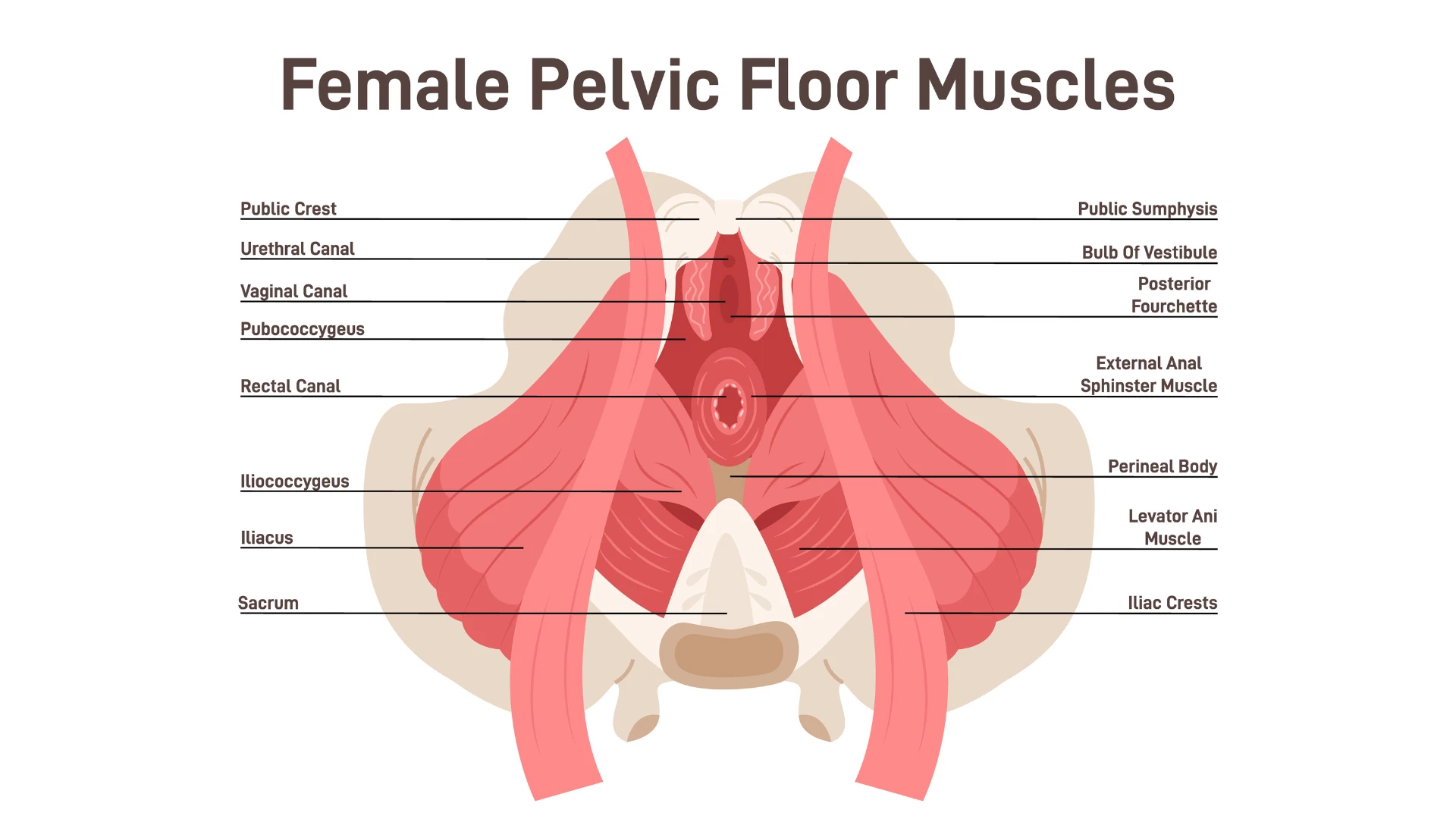 Anatomy of female pelvic floor muscles. Crotch anatomy, pelvic floor muscles span the bottom of the pelvis and support the pelvic organs.